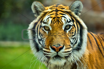 The Big Bengal Tiger head