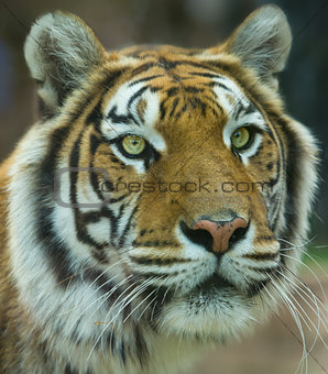 The Big Bengal Tiger portrait