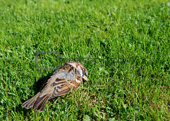 Small dead sparrow in a garden