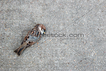 Tree sparrow lying dead on a concrete path