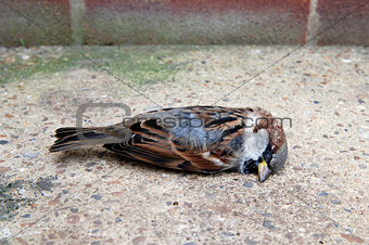Dead tree sparrow by a brick wall