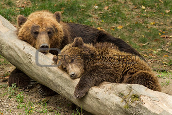 sleeping bear cub
