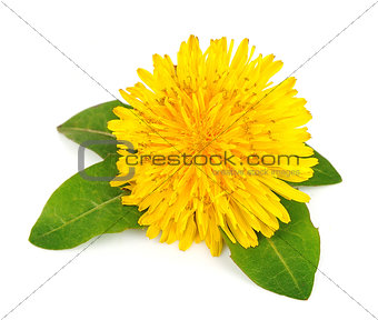 Yellow dandelion flowers