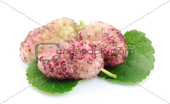 mulberry with leaves 