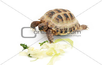 Russian tortoise eating cabbage