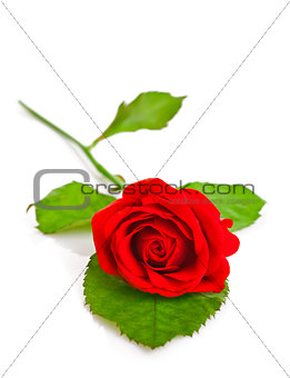 red rose with green leaf