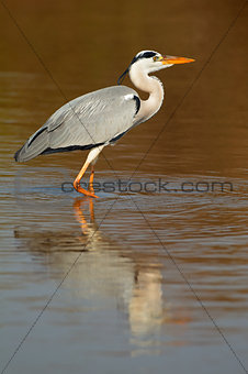 Grey heron in water