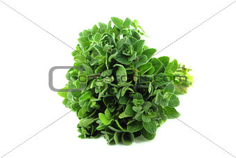 thyme herb 