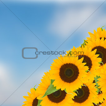 bight sunflowers ob blue sky