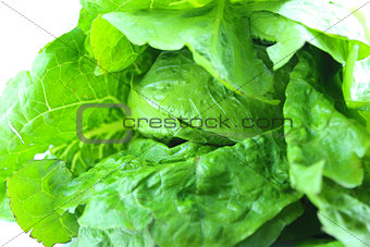 Fresh Green lettuce