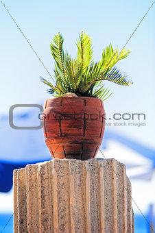 Tropical plant in a red clay pot on the ancient column.