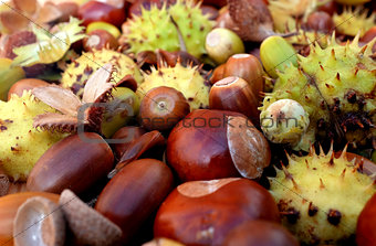 Closeup of horse chestnuts, acorns, beechnuts and cobnuts in aut