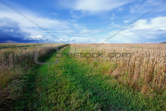 Summer landscape with a field of wheat and a road