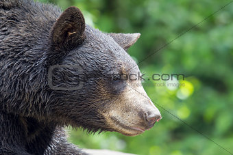 America Black Bear Portrait Closeup