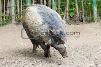 Wild Boar