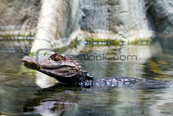 Alligator Young Swimming