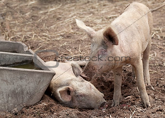 young piglet pigs on farm