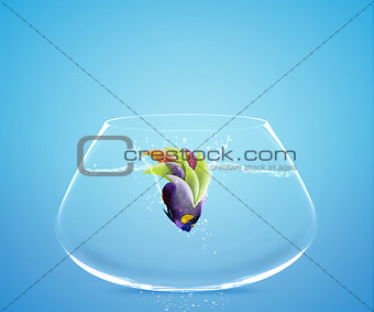 Angelfish jumping to other bowl