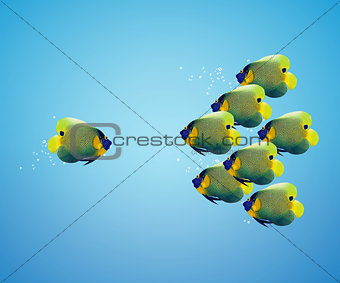 big angelfish leading group of angelfish