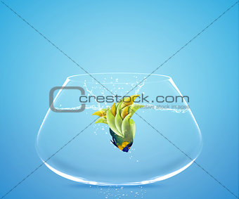 Angelfish jumping to other bowl