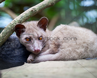 Asian Palm Civet - luwak
