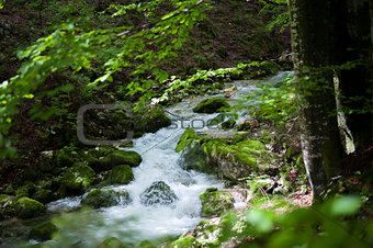 Clear stream flowing trough green forest
