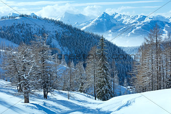 Winter forest near Dachstein mountain massif