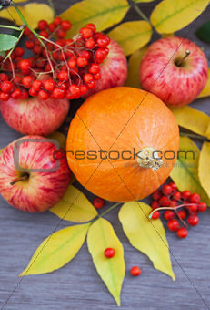 Harvested pumpkin, apples, ashberry and fall leaves around