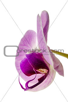 Orchid flower side view