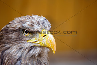 Big Sea Eagle (Haliaeetus albicill) looking ahead