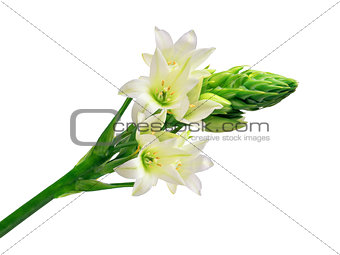 Beautiful white lily isolated on white background