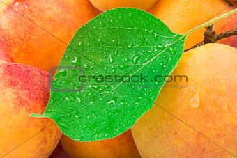 Close up apricots.