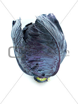 Fresh red cabbage 