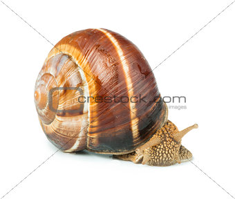 White isolated snail
