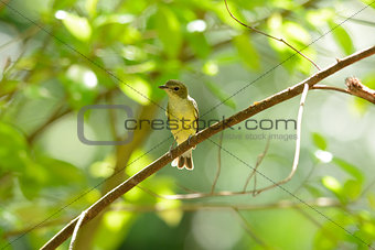 female Yellow-rumped Flycatcher