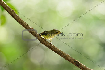 female Yellow-rumped Flycatcher