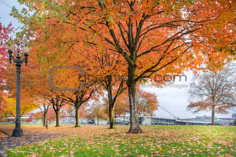 Maple Trees in Portland Downtown Park in Fall