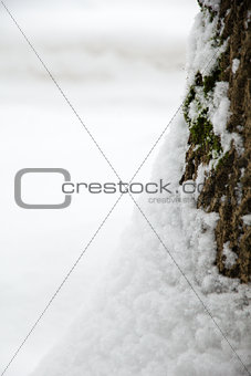 close up photo of tree trunk in snow