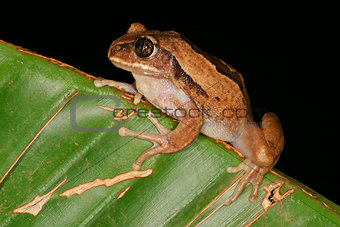 Brown-backed tree frog