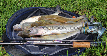 fishing catch on the grass and fishing gear