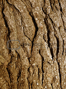 cracked tree trunk