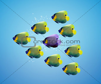 Purple angelfish between group of green angelfish