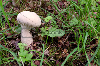 Puffball mushroom among fall leaves and grass