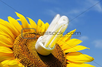energy saving lamp in sunflower