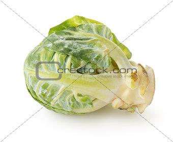 Brussel sprouts isolated