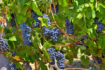 Ripe grapes. Piedmont, Italy.