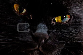 Portrait of the muzzle of a black cat