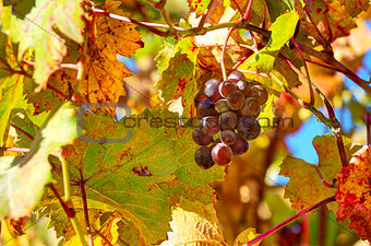 Grape among autumnal leaves in Italy.