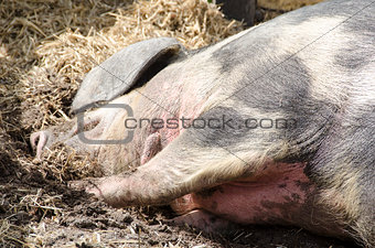 Head of a pig sleeping
