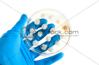 genetically modified fungi on agar plate